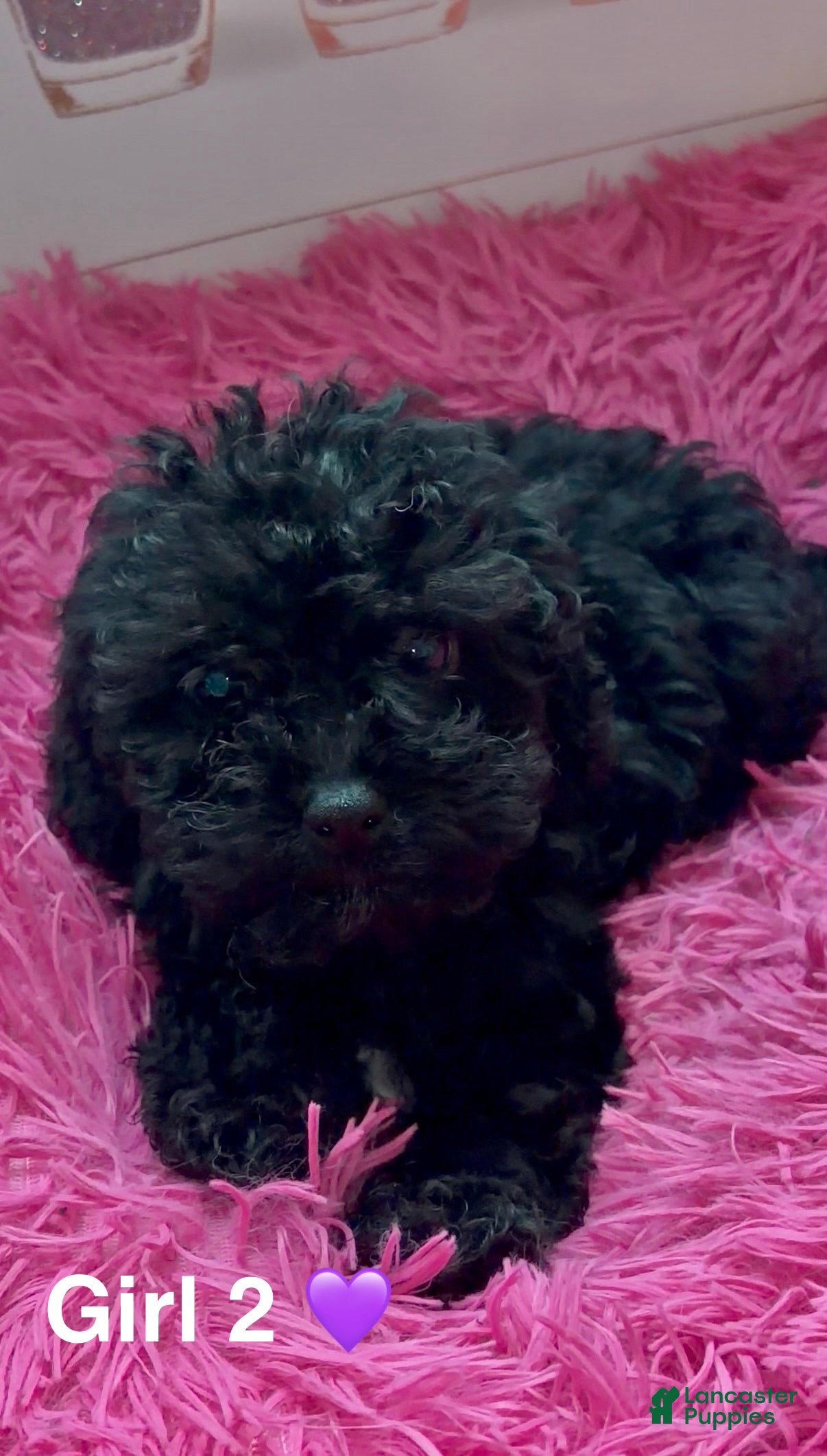 Maltipoo dogs Girl 2 (Cherish) - Ad 24