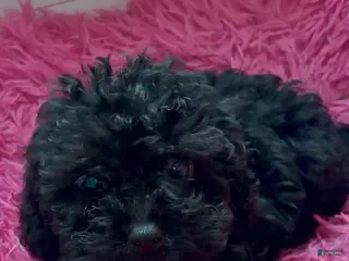 Maltipoo dogs Girl 2 (Cherish) - Ad 24