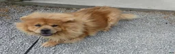Chow Chow dogs for sale: Chow Chow 1 Lulu - Ad 4