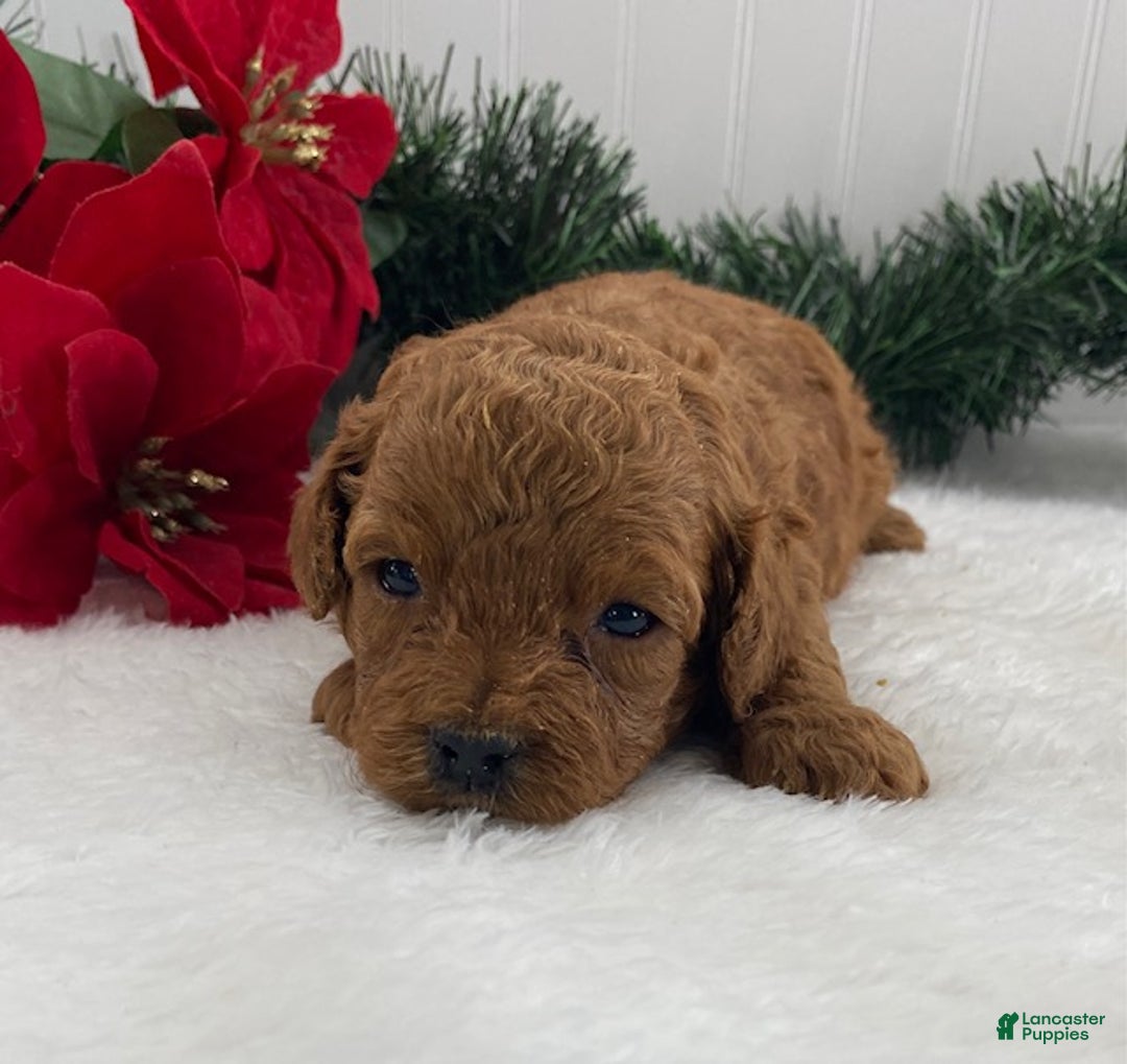 Cavapoo dogs for sale: Sunshine - Ad 10