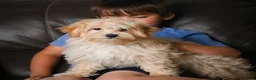 Maltipoo dogs for sale: Jackson - Ad 8
