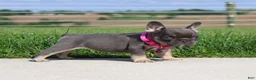French Bulldog dogs for sale: Stella - Ad 5