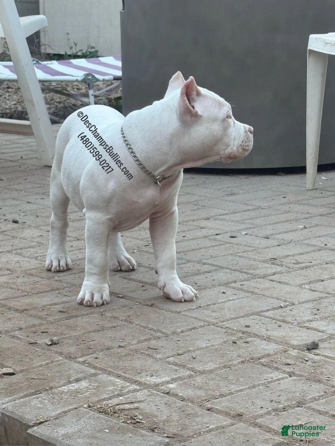 American Bully dogs for sale: American Bully Puppy 1 - Ad 7