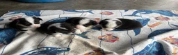 Welsh Corgi Pembroke dogs for sale: Welsh Corgi Pembroke 1 - Ad 5