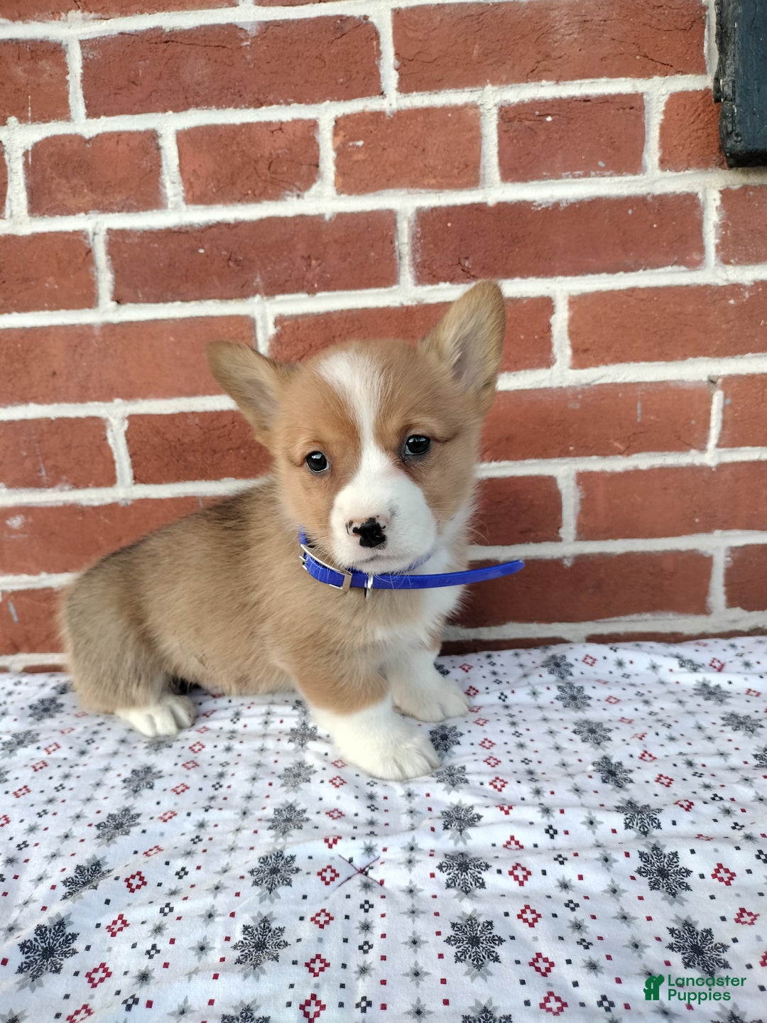 Welsh Corgi Pembroke dogs for sale: Mike - Ad 4