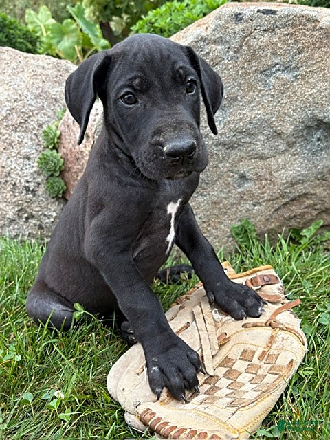 Great Dane dogs Eloise - Ad 2
