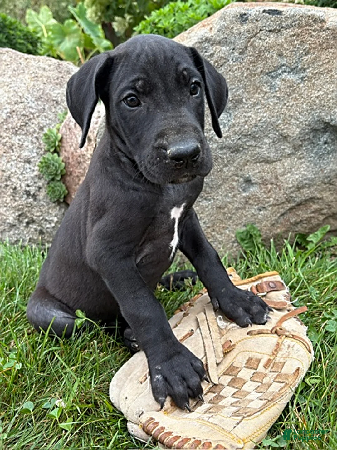 Great Dane dogs for sale: Eloise - Ad 2