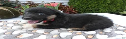 Mixed Breed dogs for sale: Mixed Breed 6 Macy - Ad 2