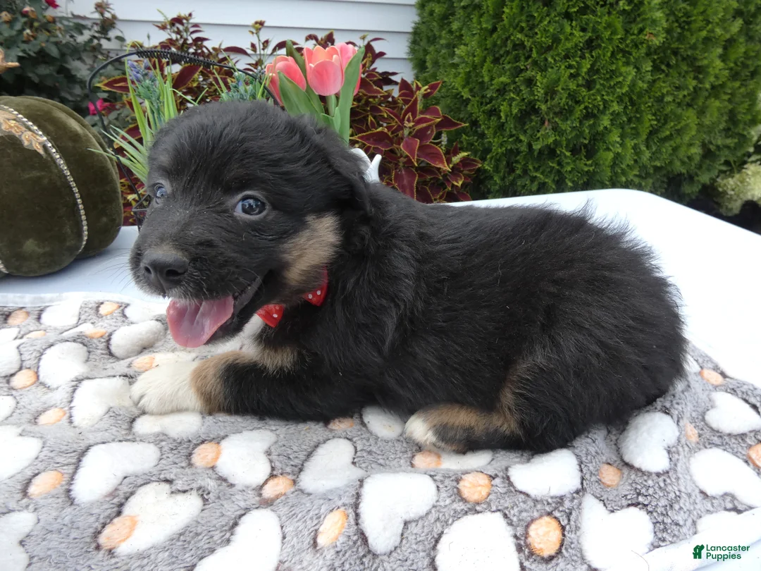 Mixed Breed dogs for sale: Mixed Breed 6 Macy - Ad 2