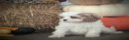 Cavapoo dogs for sale: Mr Denny - Ad 15