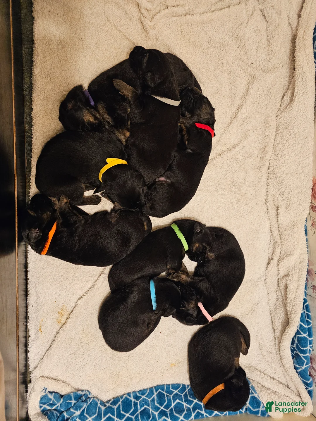 German Shepherd dogs for sale: Purple Collar Male - Ad 3