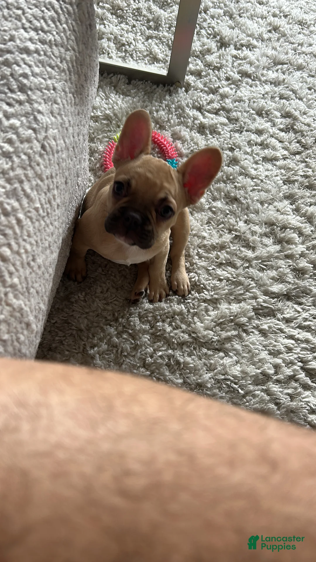 French Bulldog dogs for sale: Nova - Ad 2