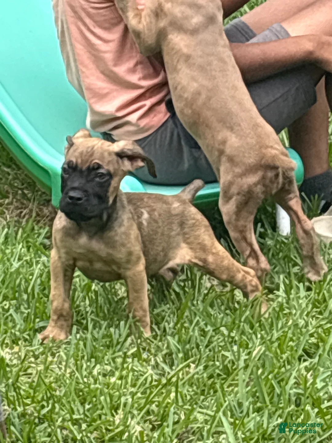 Cane Corso dogs for sale: Cane Corso Puppy 3 - Ad 1