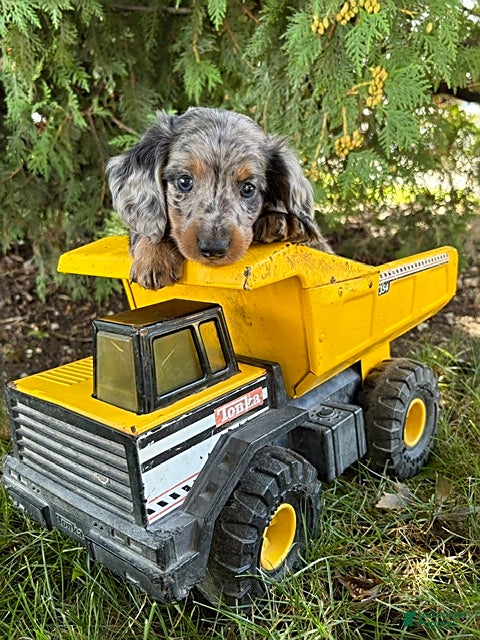 Dachshund dogs Sterling - Ad 1
