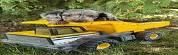 Dachshund dogs for sale: Sterling - Ad 1