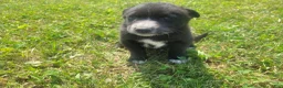 Mixed Breed dogs for sale: Black  - Ad 4