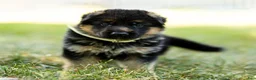 German Shepherd dogs for sale: Zorro - Ad 10