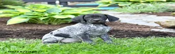 German Shorthaired Pointer dogs for sale: Prince   - Ad 1