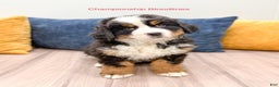 Bernese Mountain Dog dogs for sale: Lilly - Ad 1