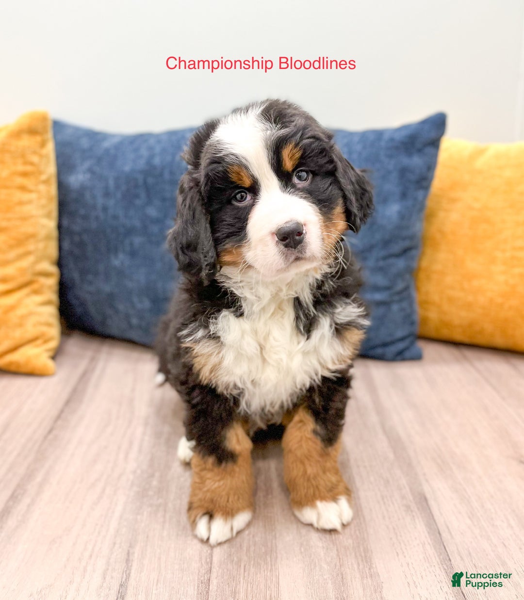 Bernese Mountain Dog dogs for sale: Lilly - Ad 1