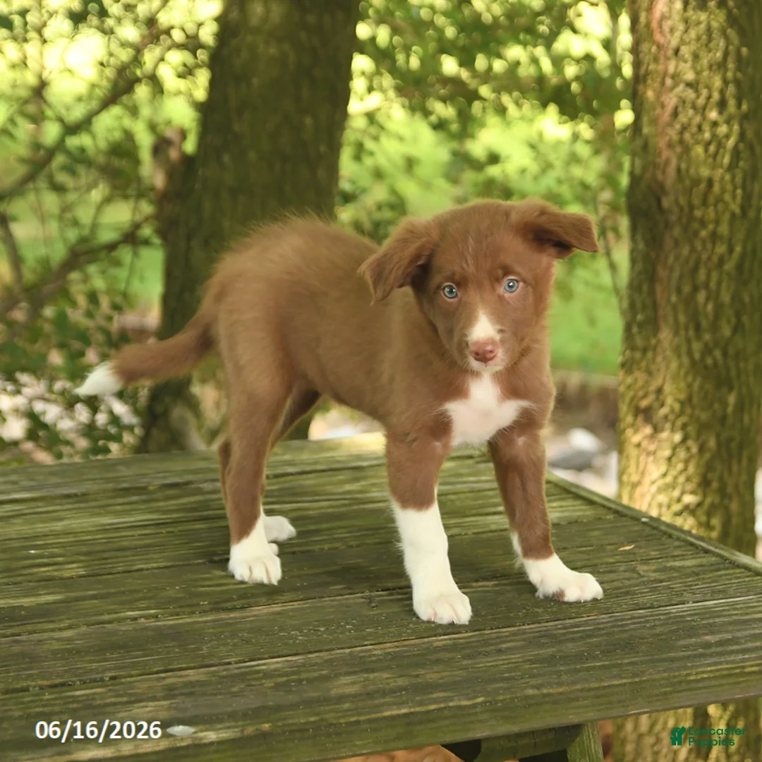 Border Collie dogs for sale: Flower - Ad 2