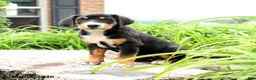 Greater Swiss Mountain Dog dogs for sale: Therese - Ad 3