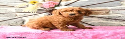 Mixed Breed dogs for sale: Leila - Ad 1