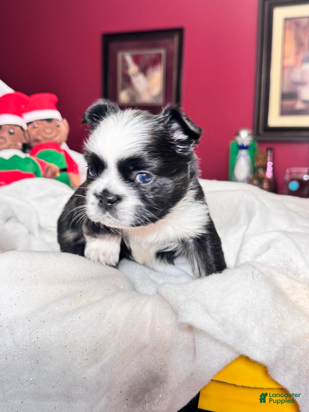 French Bulldog dogs for sale: French Bulldog Puppy 2 - Ad 3