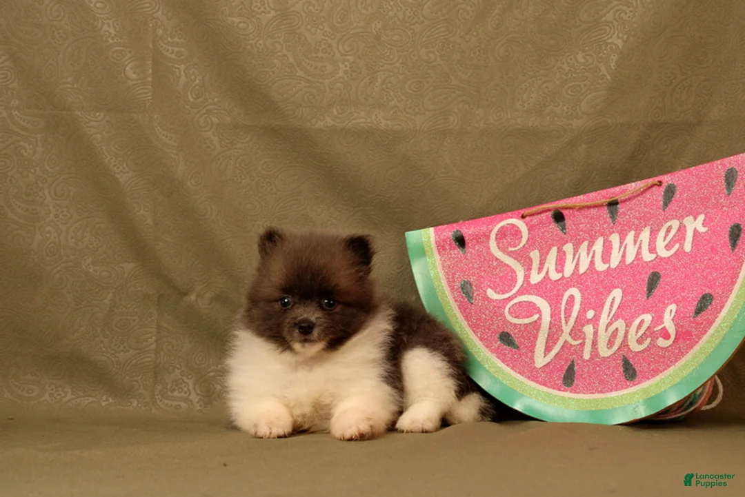 Pomeranian dogs for sale: Ada - Ad 1