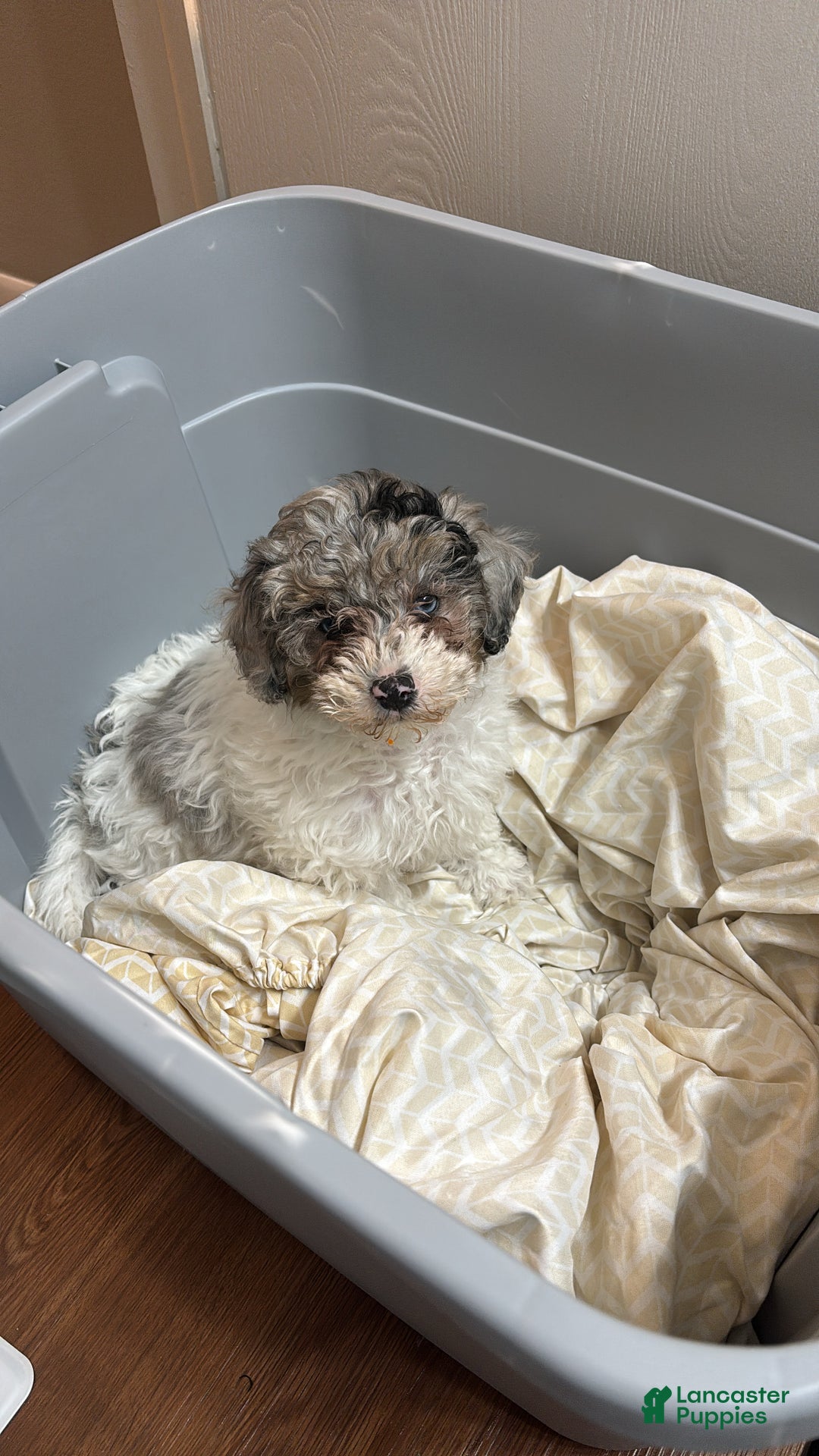 Mini Sheepadoodle dogs for sale: Mini Sheepadoodle - Ad 2