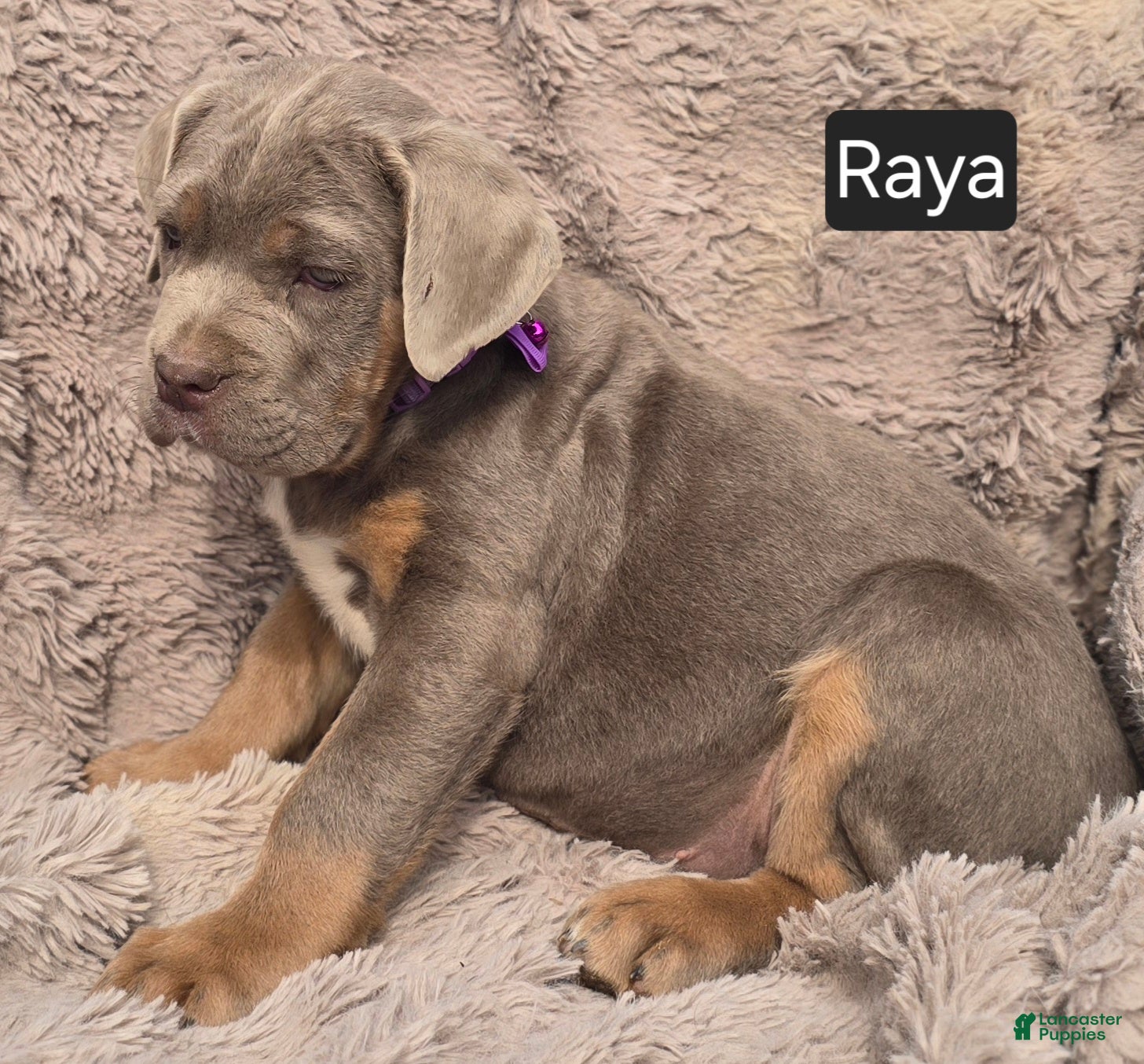 Cane Corso dogs Raya - Ad 2