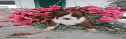 Boxer dogs for sale: Tiana - Ad 5