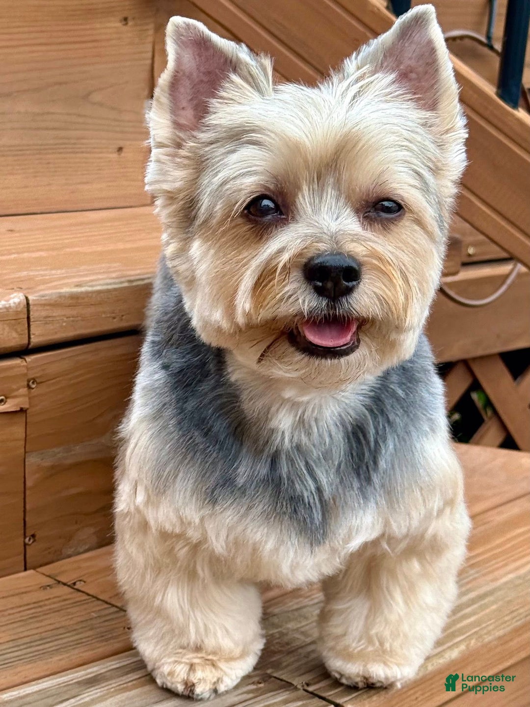 Yorkshire Terrier dogs for sale: Harmony - Ad 3