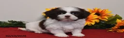 Shih Tzu dogs for sale: Archie - Ad 1