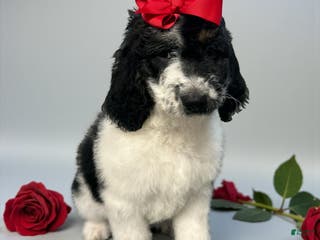 Goldendoodle dogs Goldendoodle Puppy 1 - Ad 31