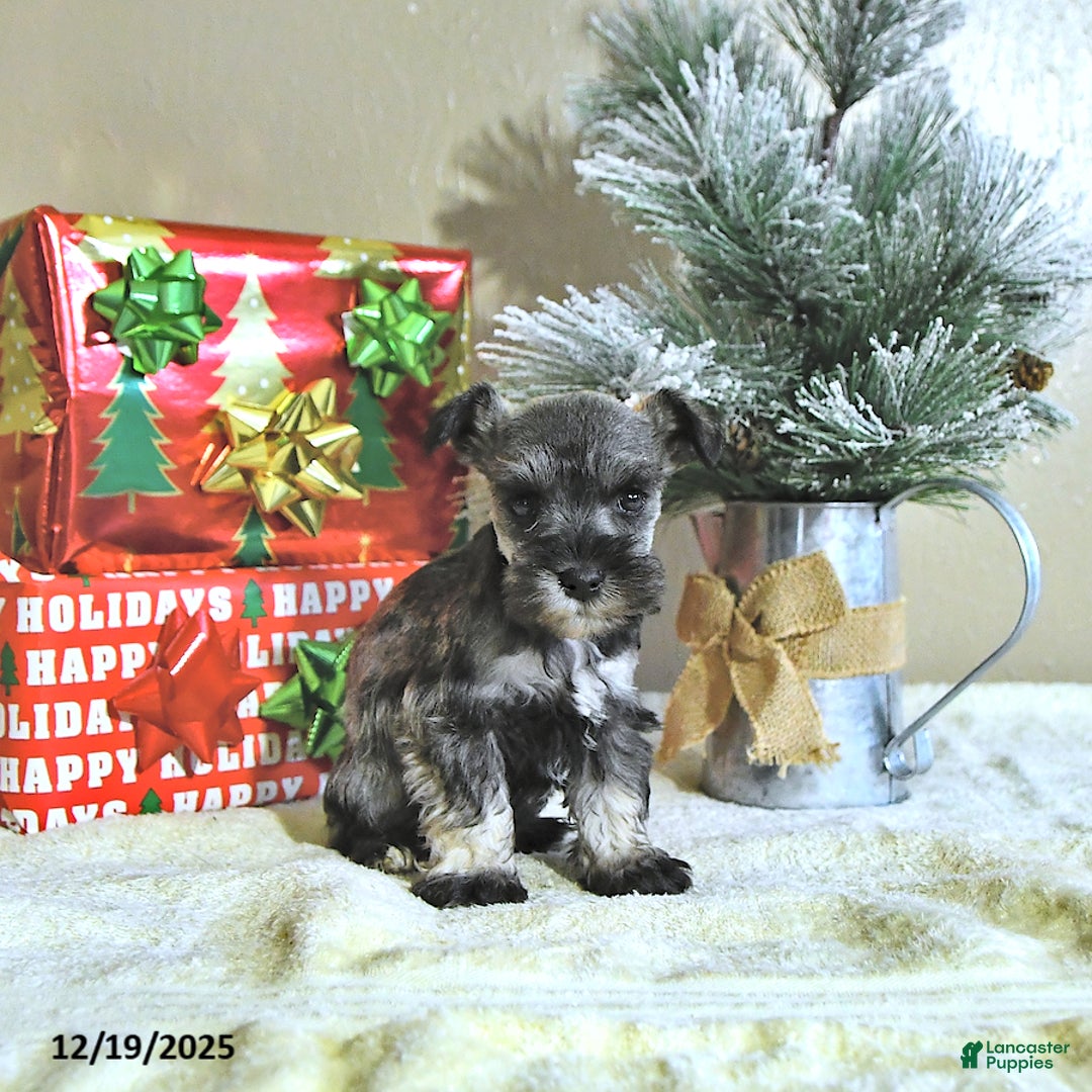 Miniature Schnauzer dogs for sale: Neal - Ad 2