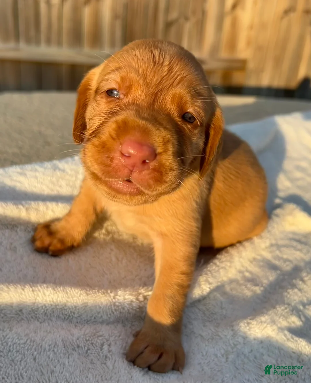 Labrador Retriever dogs for sale: Labrador Retriever 7- White Collar- Snow White - Ad 1