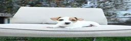 Jack Russell Terrier dogs for sale: Rosie - Ad 2