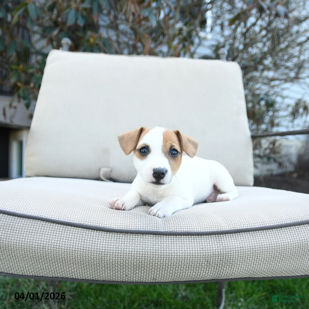 Jack Russell Terrier dogs for sale: Rosie - Ad 2