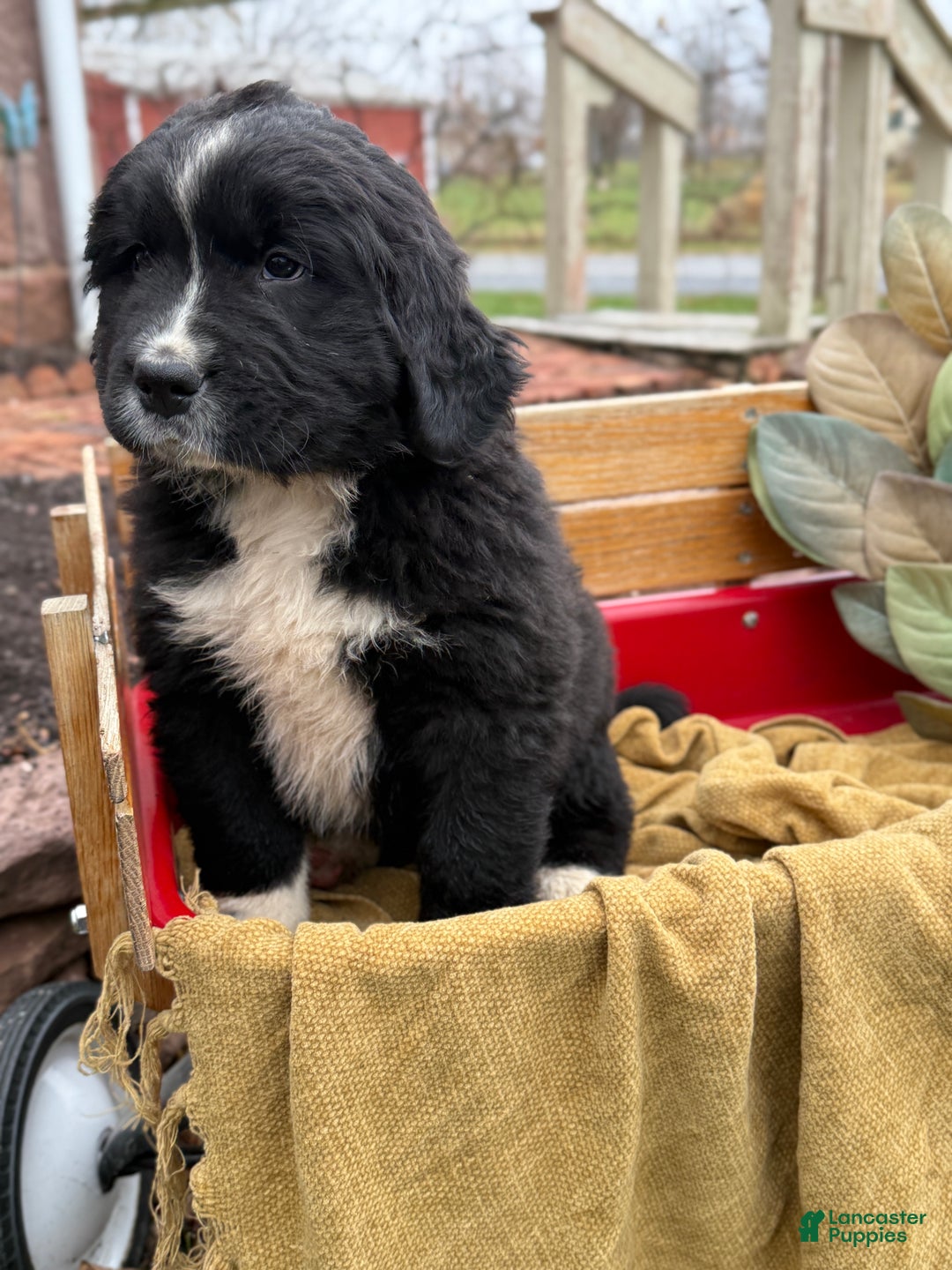 Mixed Breed dogs for sale: Whiskey - Ad 7