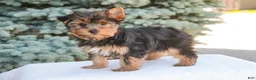 Yorkshire Terrier dogs for sale: Tahoe - Ad 6