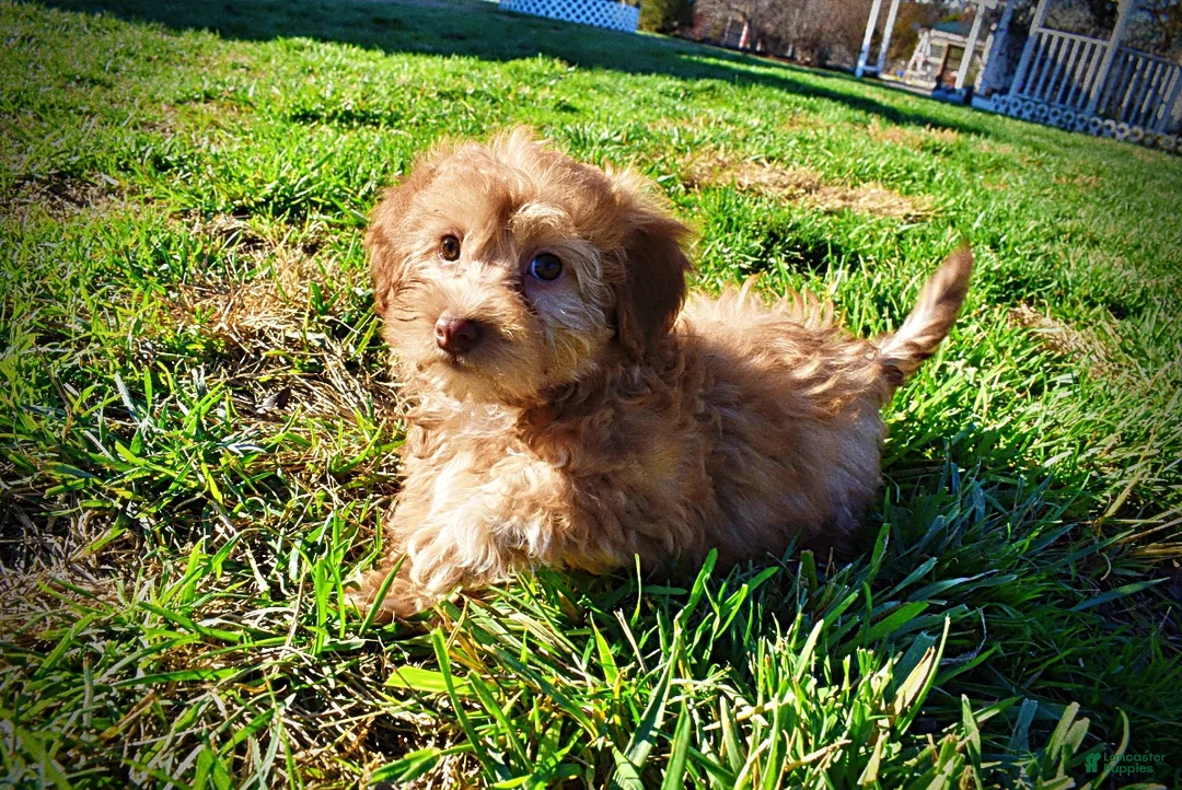 Havapoo dogs for sale: Sunny - Ad 46