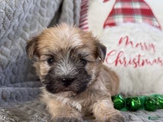 Morkie dogs Coco - Ad 27