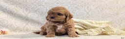 Cavapoo dogs for sale: Teddy - Ad 11