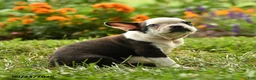 Boston Terrier dogs for sale: Wanjiku - Ad 3