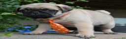 Pug dogs for sale: Porter - Ad 3