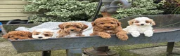 Toy Poodle dogs for sale: Chewy - Ad 14