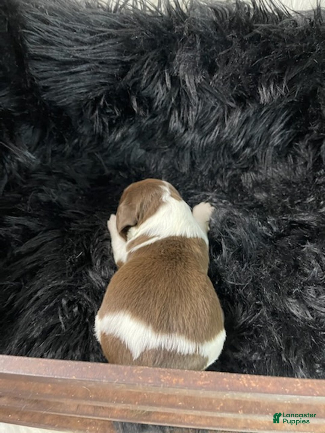 English Springer Spaniel dogs for sale: Rose Mary - Ad 3