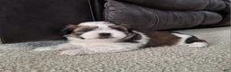 Shih Tzu dogs for sale: Archie - Ad 4