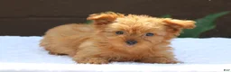 Yorkshire Terrier dogs for sale: Macy - Ad 3